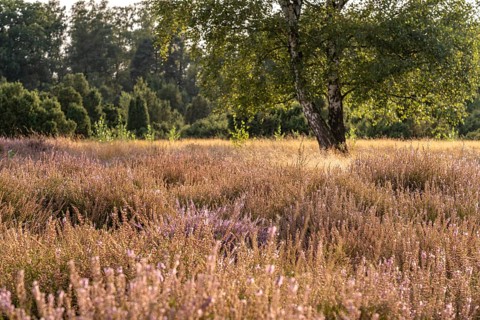 Westruper Heide nature reserve in Haltern am See, North Rhine-Westphalia, Germany