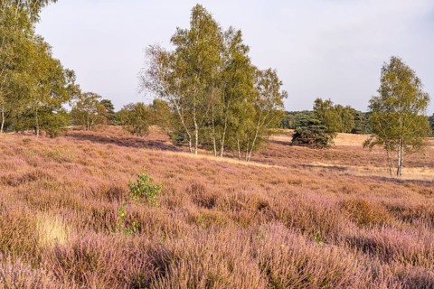 Westruper Heide nature reserve in Haltern am See, North Rhine-Westphalia, Germany