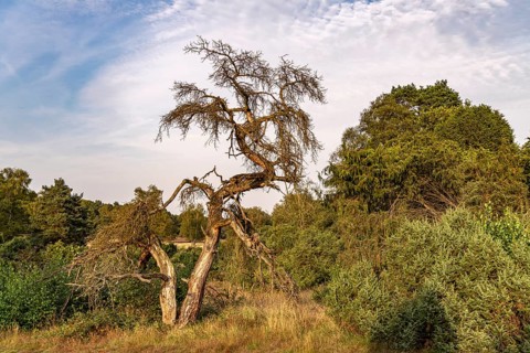 Westruper Heide nature reserve in Haltern am See, North Rhine-Westphalia, Germany