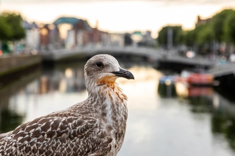 Seagull on the River Liffey, Dublin, Ireland