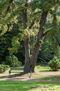 A large tree provides shade for a park bench in a green, peaceful park landscape, Arboretum