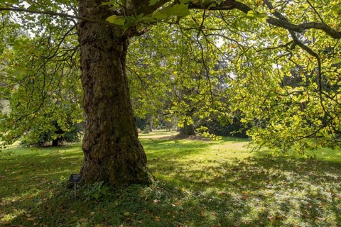 Oriental plane tree (Platanus orientalis), Arboretum Poortbulten, De Lutte, province of Overijssel,