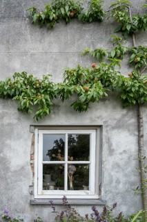 A window in a grey house wall, surrounded by a peach tree with fruit, radiates rural tranquillity,