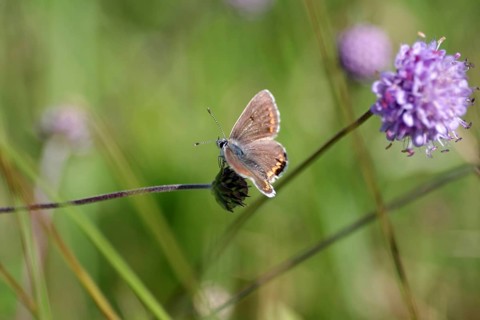 Blue butterfly (Polyommatus icarus), female, open wings, meadow, Germany