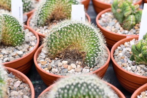 Small 'Mammillaria pringlei f. cristata' cactus in flower pot with stones. Also called 'Lemon Ball