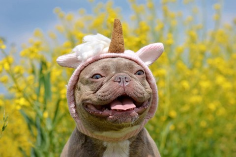 Cute French Bulldog dog with funny pink unicorn headband in front of blurry yellow flowers