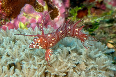 Underwater photo of Extreme close-up of Juvenile form of young small tree wrasse (Novaculichthys