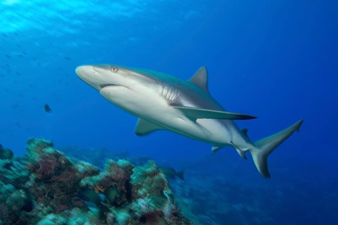 Underwater photo of Large female Grey reef shark in fast motion swimming quickly through blue water