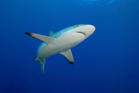 Underwater photo of Large specimen of Grey reef shark swimming through blue water sea close to