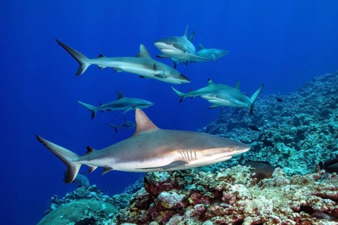 Underwater photo of group of small pack of Grey reef sharks (Carcharhinus amblyrhynchos) swimming