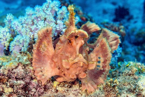 Underwater photo of close-up of predator lurking fish Paddleflap Rhinopias (Rhinopias eschmeyeri)
