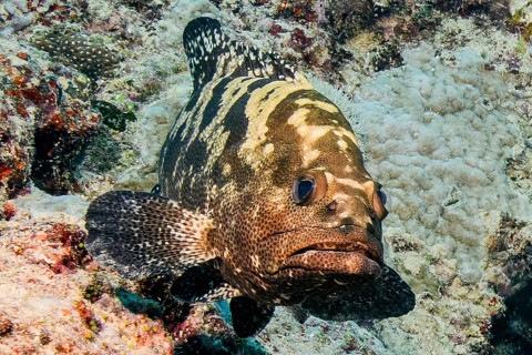 Underwater photo of Camouflage grouper (Epinephelus polyphekadion) Camouflage grouper swimming