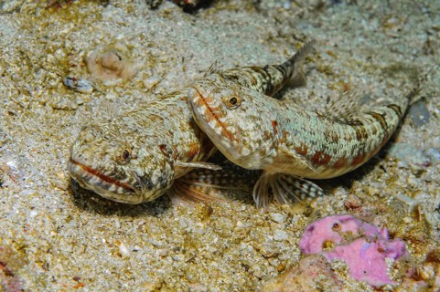 Two pairs of reef lizardfish (Synodus variegatus) lurking in camouflage, well camouflaged on sandy