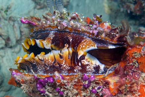 Underwater photo of Slightly open Variable Spiny Oyster (Spondylus varius) showing numerous many