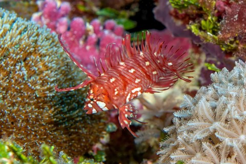 Underwater photo of Extreme close-up of Juvenile form of young small tree wrasse (Novaculichthys