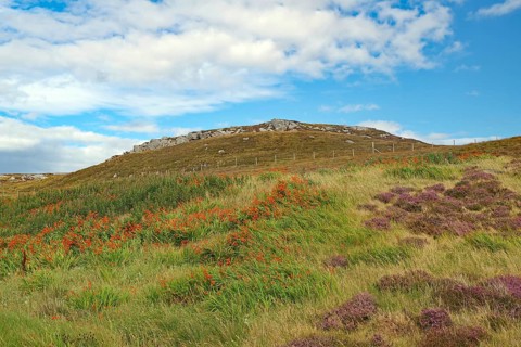 Colourful hill with heather and grasses under a blue sky, Isle of Lewis Hebrides, Scotland, Great
