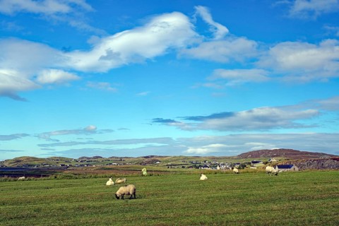 Green meadow with grazing sheep under a wide, cloudy sky, Isle of Lewis, Hebrides, Scotland, Great