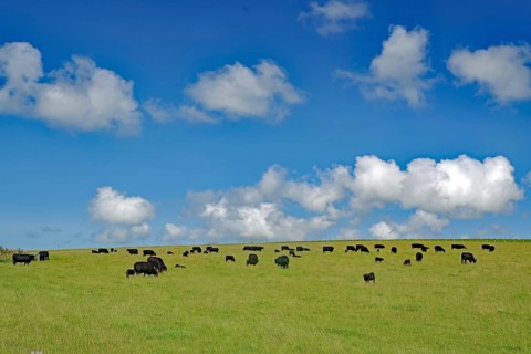 Large herd of cattle on a green pasture under a blue sky with clouds