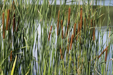 Cattail (Typha) on the banks of the Oelbach, Lake Kemnader, Witten, Ruhr area, North