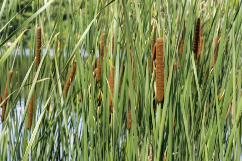 Cattail (Typha) on the banks of the Oelbach, Lake Kemnader, Witten, Ruhr area, North
