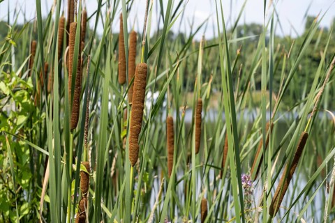 Cattail (Typha) on the banks of the Oelbach, Lake Kemnader, Witten, Ruhr area, North