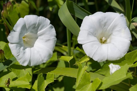 Larger bindweed (Calystegia sepium), two white flowers, North Rhine-Westphalia, Germany