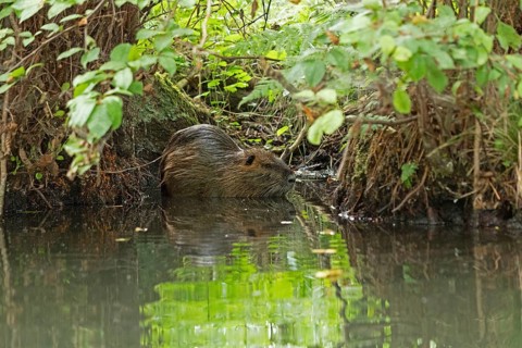 Nutria (Myocastor coypus), Alte Fahrt canal between Bolter Lock and Caarpsee lake, Müritz National