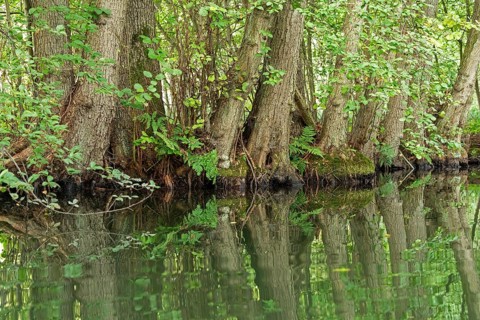 Trees, reflections, canal Alte Fahrt between Bolter Schleuse and Caarpsee, Müritz National Park,