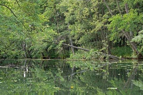 Trees, reflections, canal Alte Fahrt between Bolter Schleuse and Caarpsee, Müritz National Park,