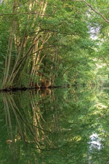 Trees, reflections, canal Alte Fahrt between Bolter Schleuse and Caarpsee, Müritz National Park,
