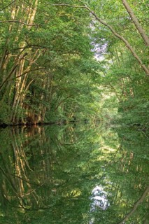 Trees, reflections, canal Alte Fahrt between Bolter Schleuse and Caarpsee, Müritz National Park,