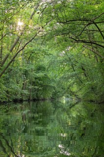 Trees, reflections, canal Alte Fahrt between Bolter Schleuse and Caarpsee, Müritz National Park,