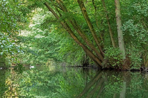 Trees, reflections, Mute Swan (Cygnus olor), Alte Fahrt canal between Bolter Lock and Caarpsee