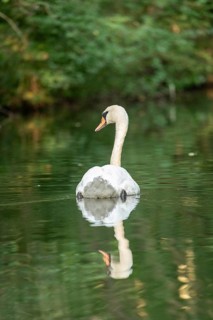 Mute swan (Cygnus olor), reflection, Alte Fahrt canal between Bolter Lock and Caarpsee lake, Müritz