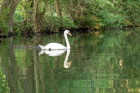 Mute swan (Cygnus olor), reflection, Alte Fahrt canal between Bolter Lock and Caarpsee lake, Müritz