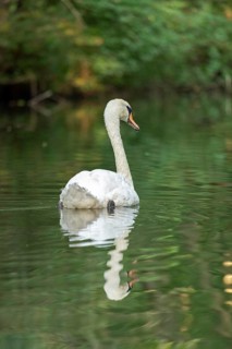 Mute swan (Cygnus olor), reflection, Alte Fahrt canal between Bolter Lock and Caarpsee lake, Müritz