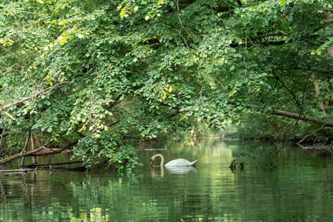Mute swan (Cygnus olor), reflection, Alte Fahrt canal between Bolter Lock and Caarpsee lake, Müritz