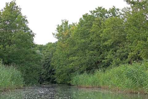Trees, canoe, Alte Fahrt canal between Bolter Schleuse lock and Caarpsee lake, Müritz National