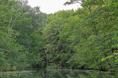 Trees, Alte Fahrt canal between Bolter Schleuse lock and Caarpsee lake, Müritz National Park,