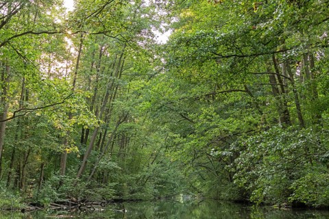 Trees, Alte Fahrt canal between Bolter Schleuse lock and Caarpsee lake, Müritz National Park,