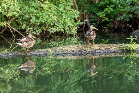 Mallards on a tree trunk, reflection, Alte Fahrt canal between Bolter Schleuse and Caarpsee, Müritz