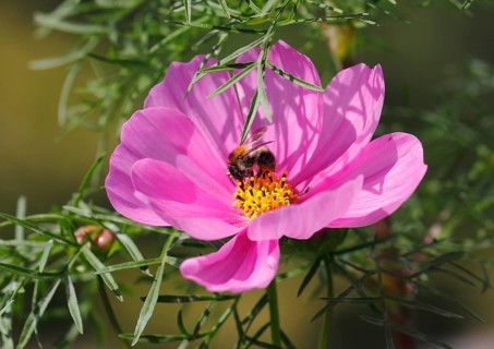Bumblebee (Bombus terrestris), on a pink ornamental basket flower (Cosmos bipinnatus), North