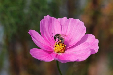 Honeybee (Apis mellifera) on a pink ornamental basket flower (Cosmos bipinnatus), North