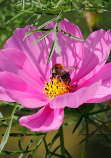 Bumblebee (Bombus terrestris), on a pink ornamental basket flower (Cosmos bipinnatus), North