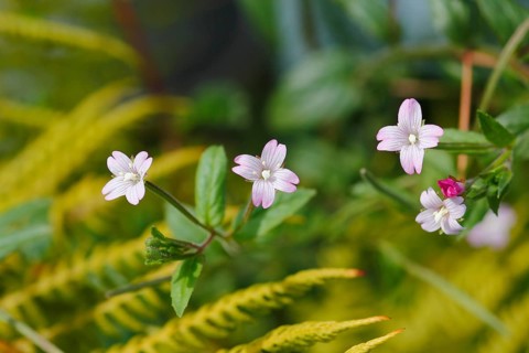 Smallflower Hairy Willowherb (Epilobium parviflorum), flower, North Rhine-Westphalia, Germany