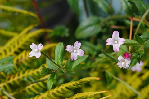 Smallflower Hairy Willowherb (Epilobium parviflorum), flower, North Rhine-Westphalia, Germany