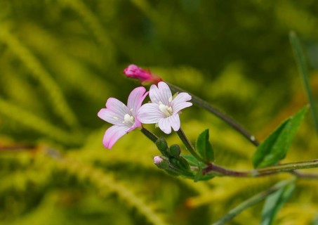 Smallflower Hairy Willowherb (Epilobium parviflorum), flower, North Rhine-Westphalia, Germany