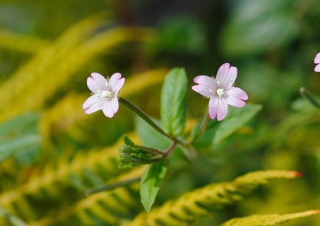 Smallflower Hairy Willowherb (Epilobium parviflorum), flower, North Rhine-Westphalia, Germany