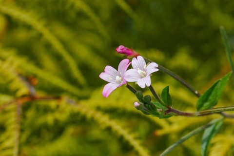 Smallflower Hairy Willowherb (Epilobium parviflorum), flower, North Rhine-Westphalia, Germany