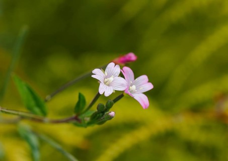 Smallflower Hairy Willowherb (Epilobium parviflorum), flower, North Rhine-Westphalia, Germany